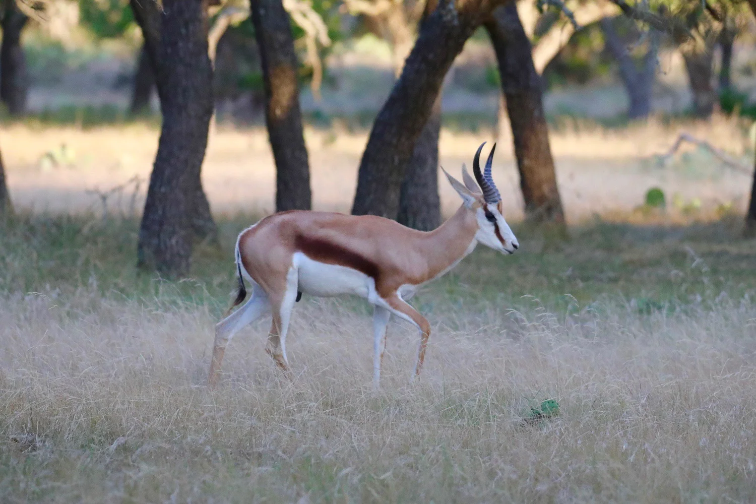 DC Ranches — Superior Exotic Animal Genetics